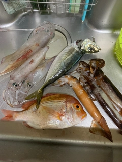 ケンサキイカの釣果