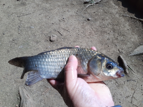 フナの釣果