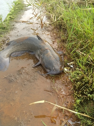 ナマズの釣果