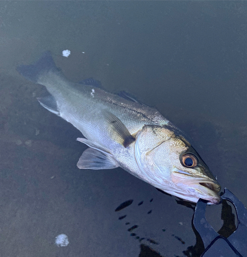 スズキの釣果