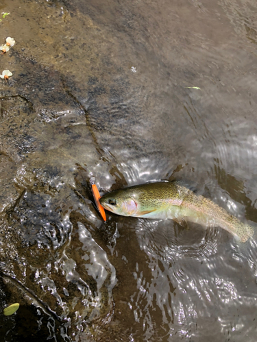 ニジマスの釣果