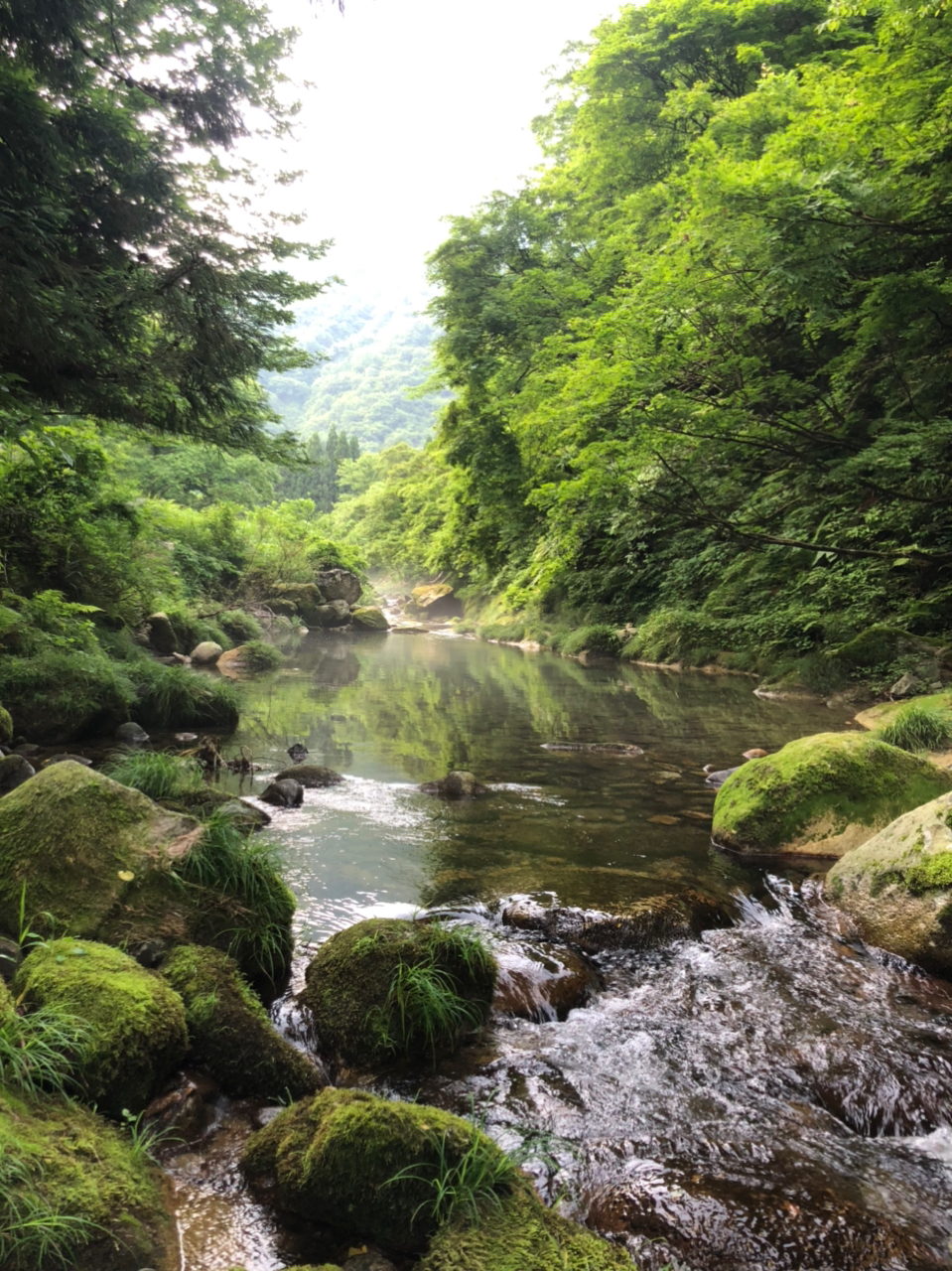 イワナ