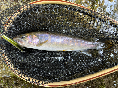 イワナの釣果