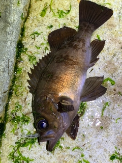 メバルの釣果