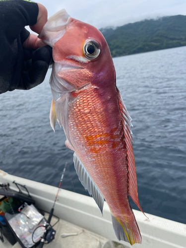 アマダイの釣果