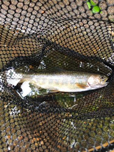 イワナの釣果