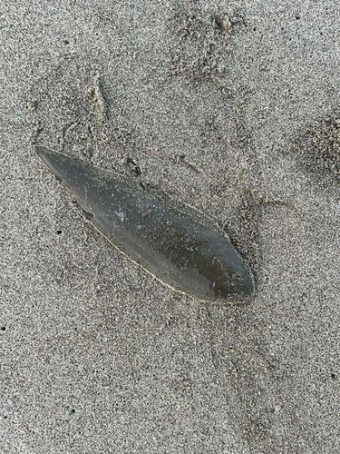 シタビラメの釣果