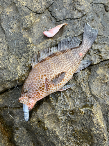 オオモンハタの釣果