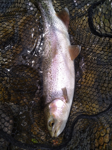 ニジマスの釣果