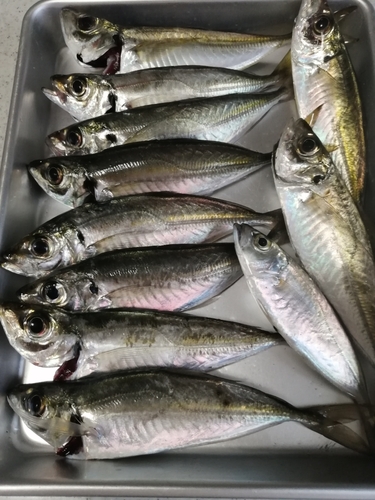 アジの釣果