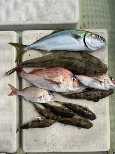 タイの釣果