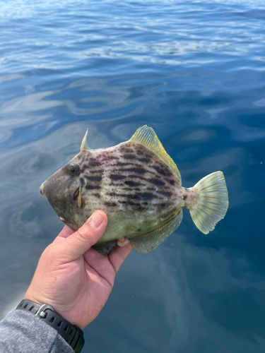 カワハギの釣果