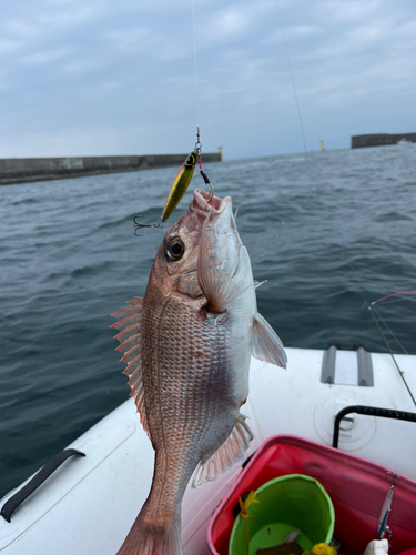 マダイの釣果