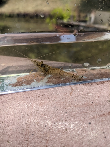 テナガエビの釣果