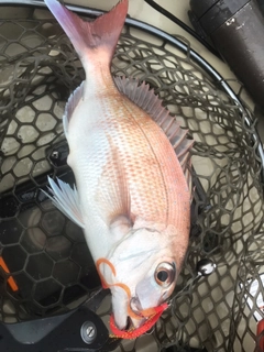 マダイの釣果