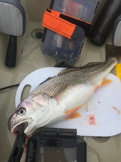 ニベの釣果