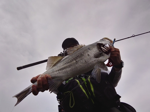 ヒラスズキの釣果