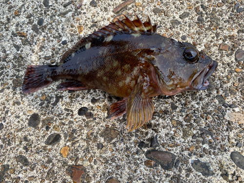 カサゴの釣果