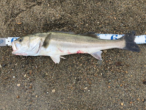 スズキの釣果