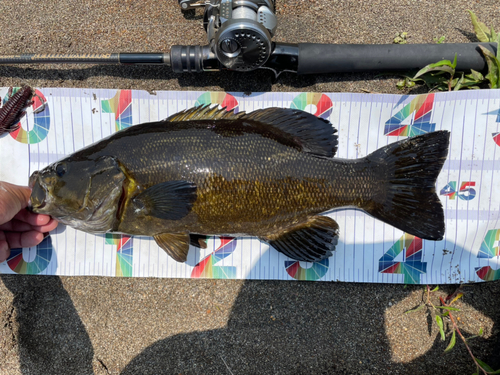 スモールマウスバスの釣果