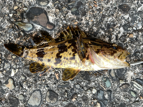 タケノコメバルの釣果