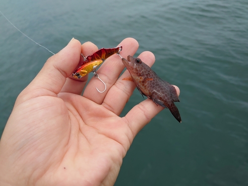 オオモンハタの釣果