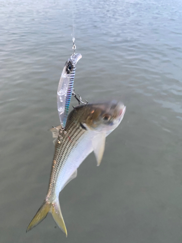 コノシロの釣果