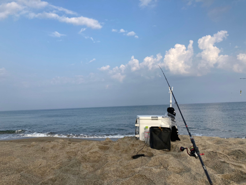 キスの釣果