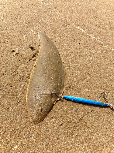 シタビラメの釣果