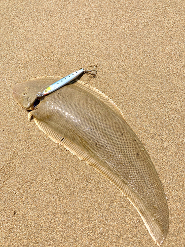 シタビラメの釣果