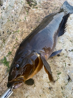 アイナメの釣果