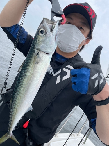 サバの釣果