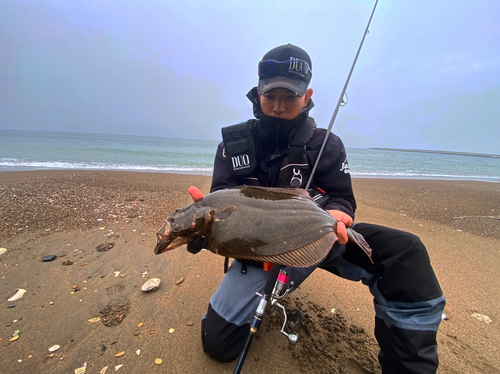 ヒラメの釣果