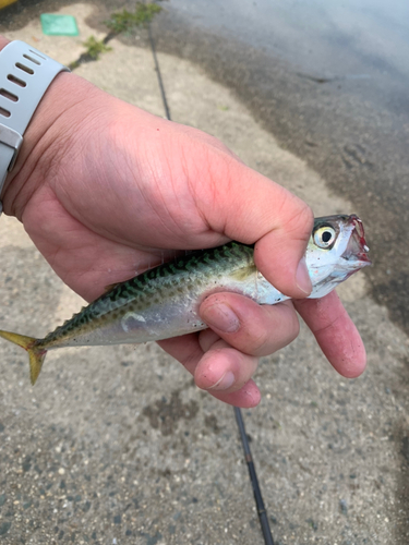 サバの釣果