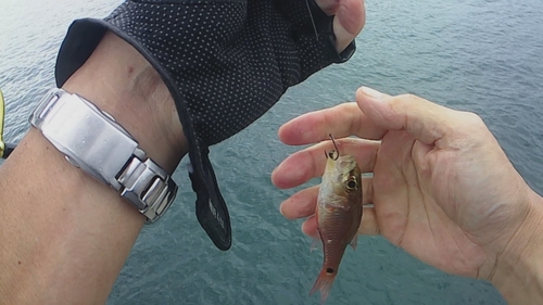 ネンブツダイの釣果