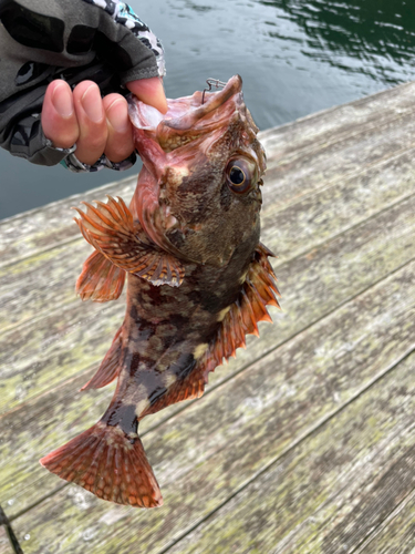 カサゴの釣果