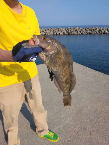 アイナメの釣果