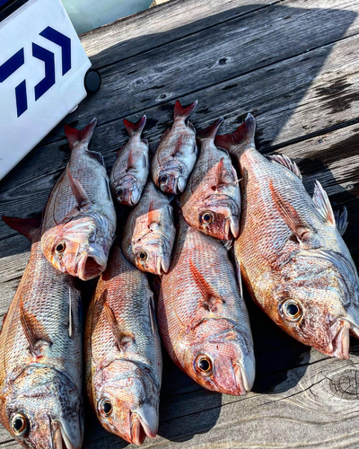 マダイの釣果