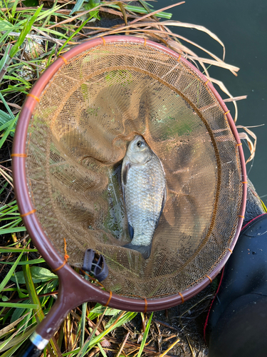 フナの釣果