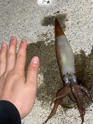 スルメイカの釣果