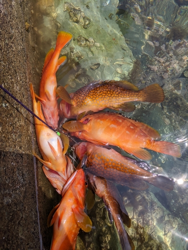 アコウの釣果