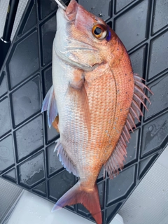 マダイの釣果