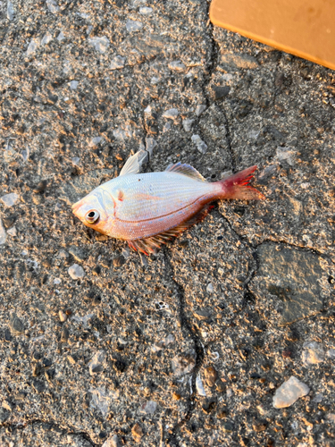 チャリコの釣果