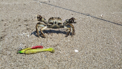 カニの釣果