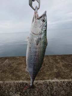 ハガツオの釣果