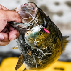 スモールマウスバスの釣果