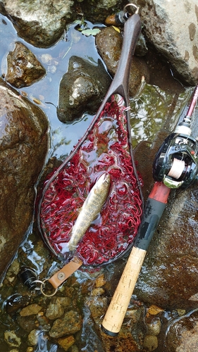 イワナの釣果