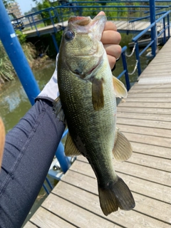 ラージマウスバスの釣果