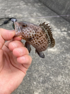 オオモンハタの釣果