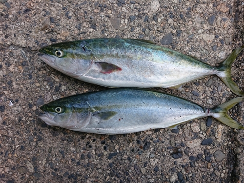 イナダの釣果